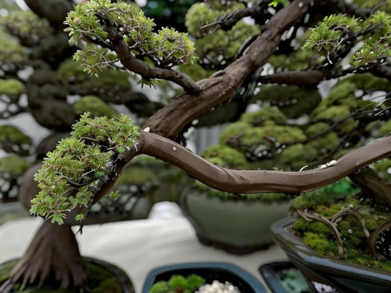 Gros plan sur une branche cassée d'un jeune plant en pot, taillé avant que le bois soit prêt