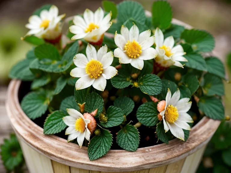 fraisiers en fleurs annonçant une récolte abondante, jardinage bio sans paillage précoce