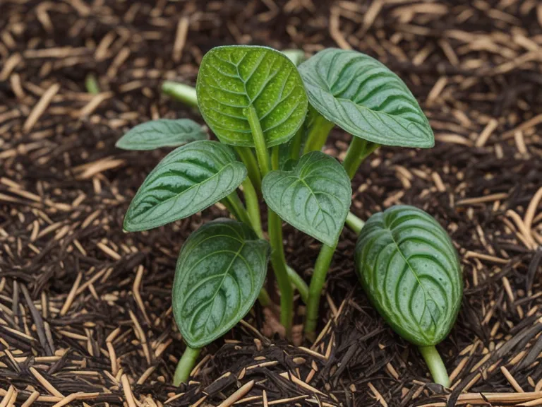 Paillage épais de paille autour du pied d'un plant de concombre pour garder l'humidité.