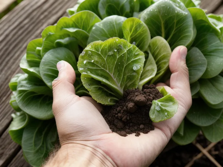 Une salade fraîchement récoltée, encore couverte de rosée, dans les mains du jardinier.